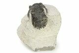 Bargain, Hollardops Trilobite - Ofaten, Morocco #254491-1